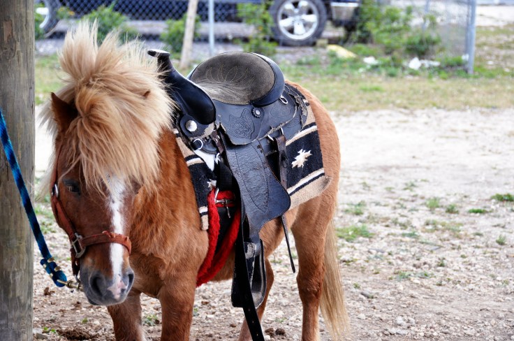 You can also ride ponies and horses in various places 