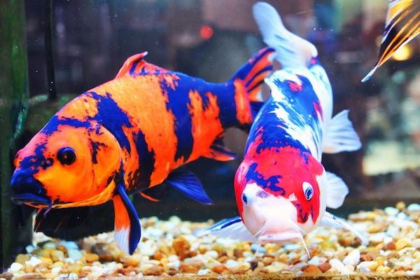 Fish Tank is part of the decor