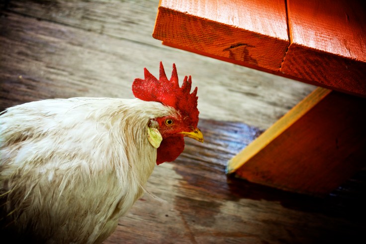 chicken on the loose