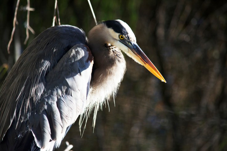 14025532218_98fd8478d2_b