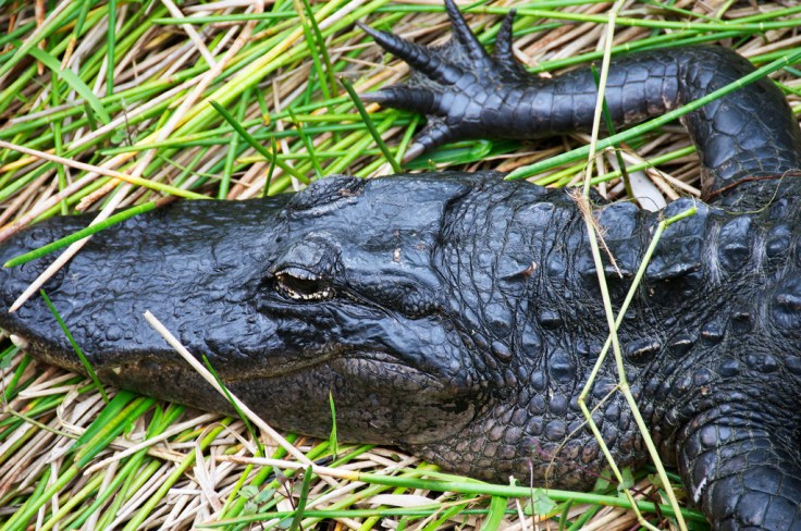 alligator 3