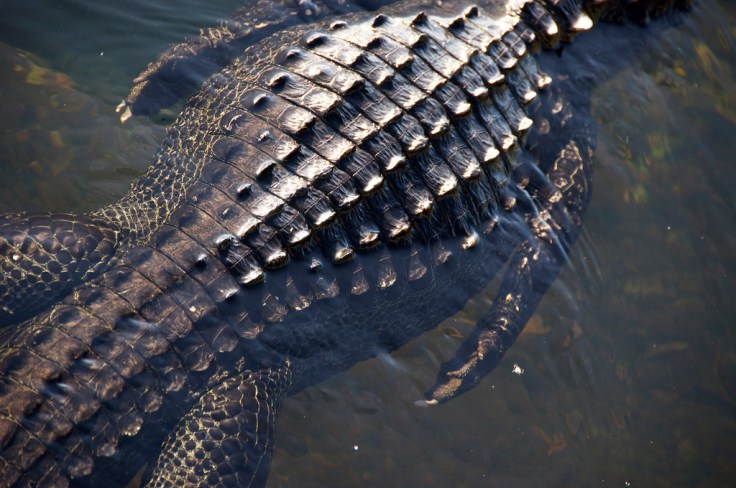 alligator2