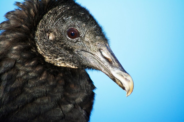 black vulture