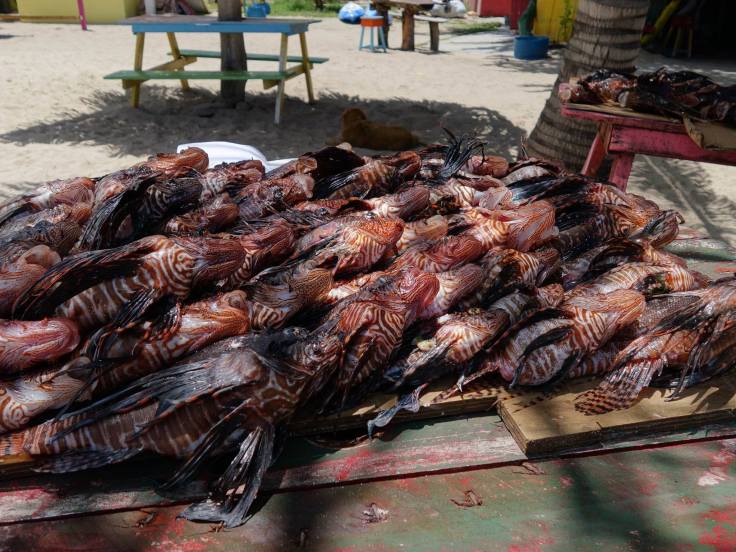 lionfish catch