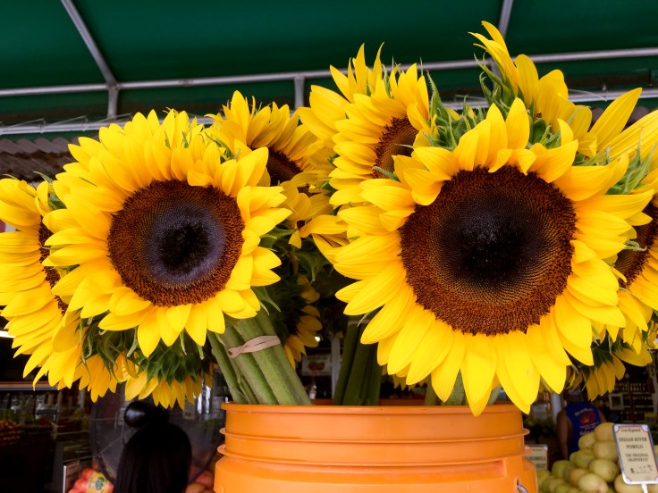 sunflowers