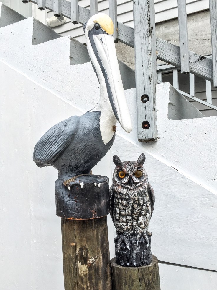 pelican and owl