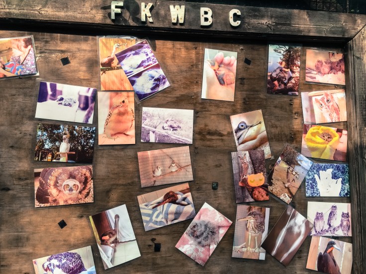 wild bird sanctuary 6