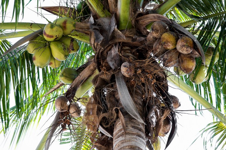 coconut-tree